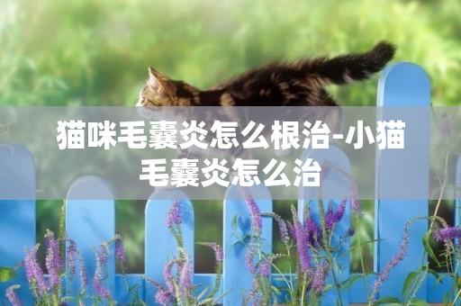 貓咪毛囊炎怎么根治-小貓毛囊炎怎么治