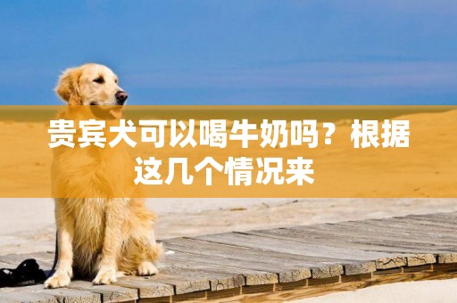 貴賓犬可以喝牛奶嗎？根據這幾個情況來 