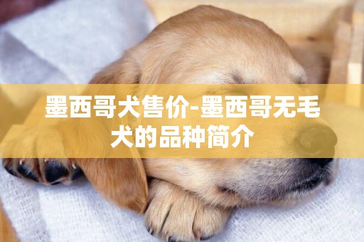 墨西哥犬售價-墨西哥無毛犬的品種簡介