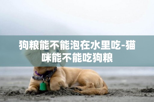 狗糧能不能泡在水里吃-貓咪能不能吃狗糧