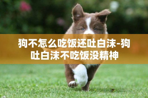 狗不怎么吃飯還吐白沫-狗吐白沫不吃飯沒精神