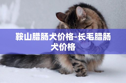 鞍山臘腸犬價格-長毛臘腸犬價格