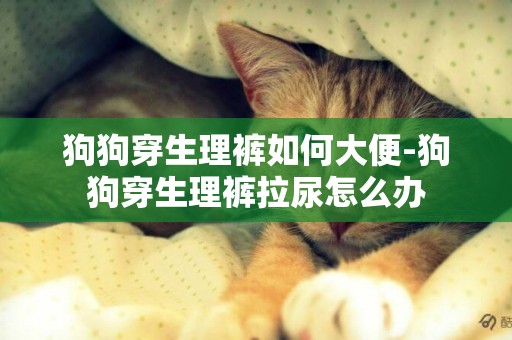 狗狗穿生理褲如何大便-狗狗穿生理褲拉尿怎么辦