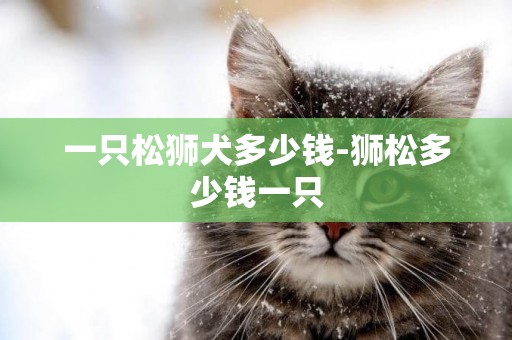 一只松獅犬多少錢-獅松多少錢一只