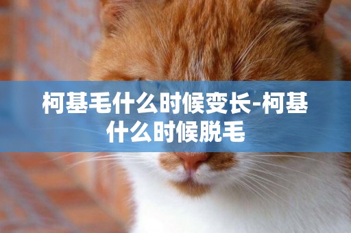 柯基毛什么時候變長-柯基什么時候脫毛