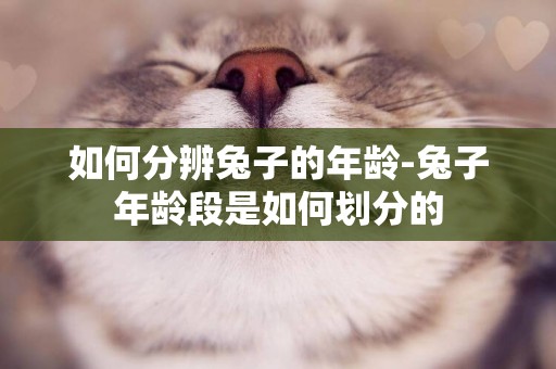 如何分辨兔子的年齡-兔子年齡段是如何劃分的