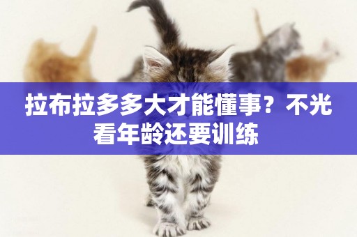 拉布拉多多大才能懂事？不光看年齡還要訓練 