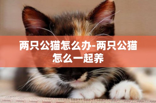 兩只公貓怎么辦-兩只公貓怎么一起養