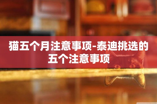 貓五個月注意事項-泰迪挑選的五個注意事項