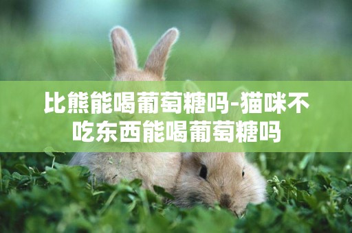 比熊能喝葡萄糖嗎-貓咪不吃東西能喝葡萄糖嗎