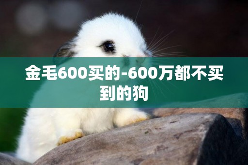 金毛600買的-600萬都不買到的狗