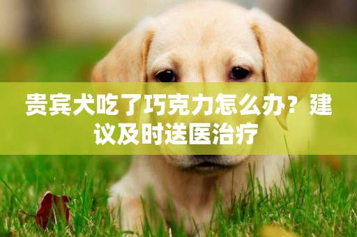 貴賓犬吃了巧克力怎么辦？建議及時送醫治療 