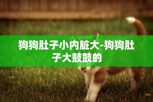 狗狗肚子小內臟大-狗狗肚子大鼓鼓的