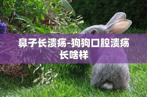 鼻子長潰瘍-狗狗口腔潰瘍長啥樣
