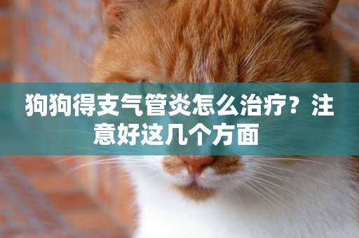 狗狗得支氣管炎怎么治療？注意好這幾個方面 
