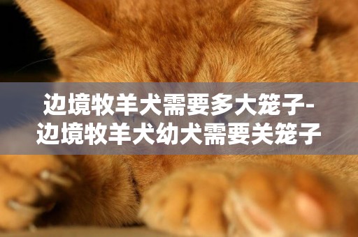 邊境牧羊犬需要多大籠子-邊境牧羊犬幼犬需要關籠子嗎