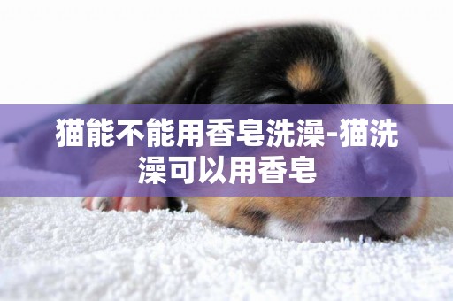 貓能不能用香皂洗澡-貓洗澡可以用香皂