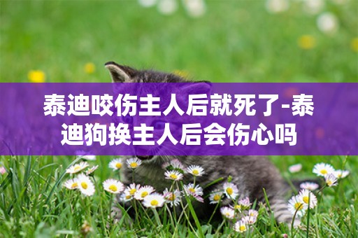 泰迪咬傷主人后就死了-泰迪狗換主人后會傷心嗎