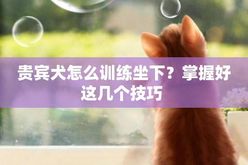 貴賓犬怎么訓練坐下？掌握好這幾個技巧 