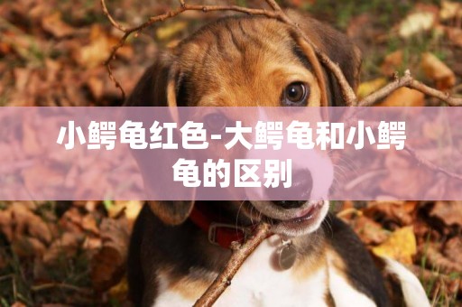 小鱷龜紅色-大鱷龜和小鱷龜的區別