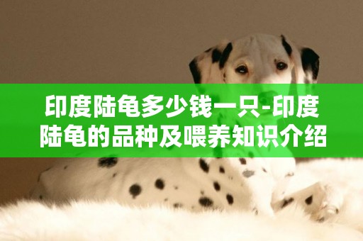 印度陸龜多少錢一只-印度陸龜的品種及喂養知識介紹