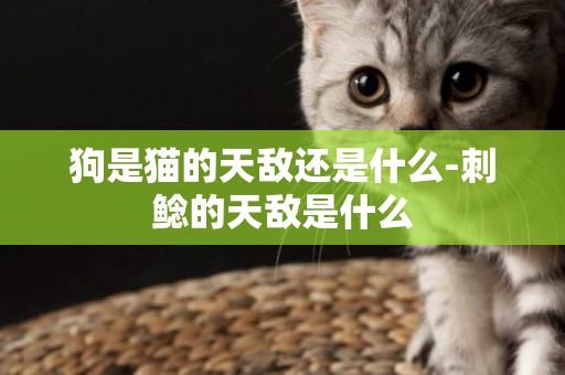 狗是貓的天敵還是什么-刺鯰的天敵是什么