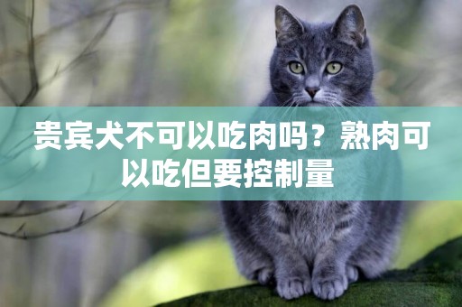 貴賓犬不可以吃肉嗎？熟肉可以吃但要控制量 