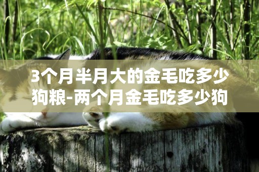 3個月半月大的金毛吃多少狗糧-兩個月金毛吃多少狗糧