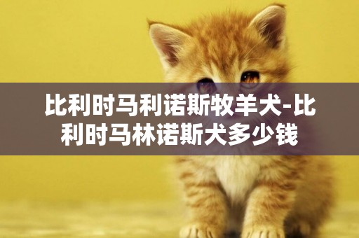 比利時馬利諾斯牧羊犬-比利時馬林諾斯犬多少錢