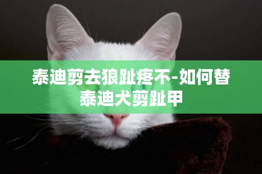 泰迪剪去狼趾疼不-如何替泰迪犬剪趾甲