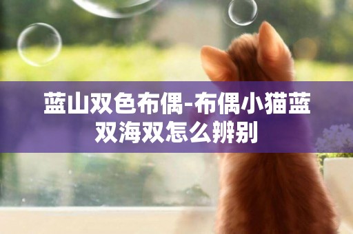 藍山雙色布偶-布偶小貓藍雙海雙怎么辨別
