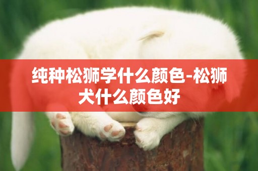 純種松獅學什么顏色-松獅犬什么顏色好