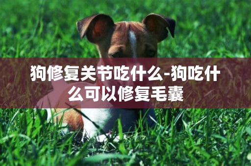 狗修復關節吃什么-狗吃什么可以修復毛囊