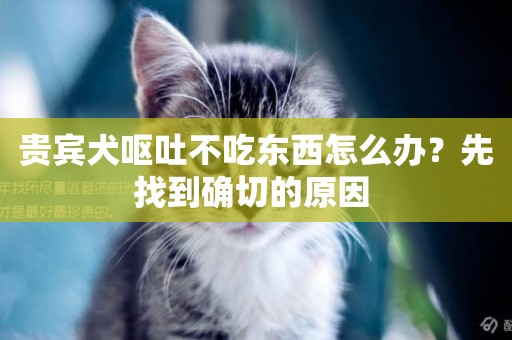 貴賓犬嘔吐不吃東西怎么辦？先找到確切的原因 