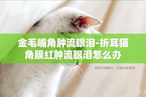金毛嘴角腫流眼淚-折耳貓角膜紅腫流眼淚怎么辦