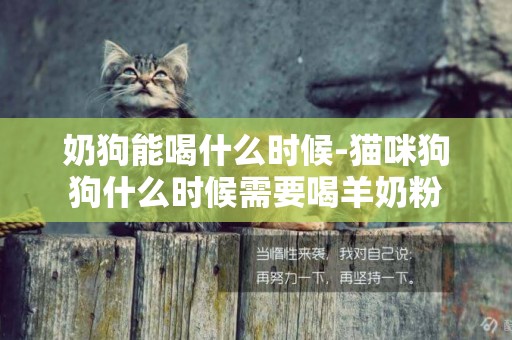 奶狗能喝什么時候-貓咪狗狗什么時候需要喝羊奶粉