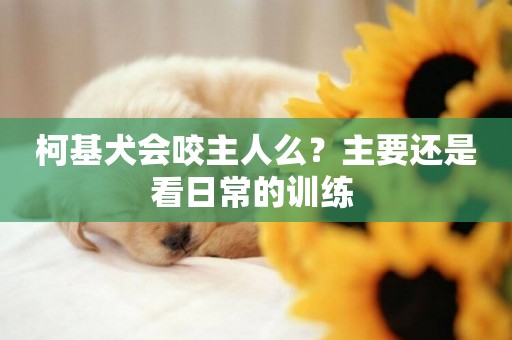 柯基犬會咬主人么？主要還是看日常的訓練 
