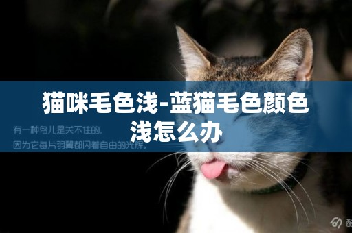 貓咪毛色淺-藍貓毛色顏色淺怎么辦