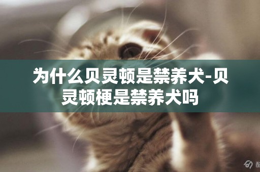 為什么貝靈頓是禁養犬-貝靈頓梗是禁養犬嗎