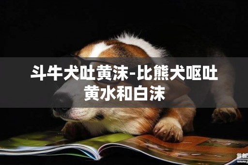 斗牛犬吐黃沫-比熊犬嘔吐黃水和白沫