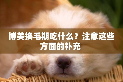 博美換毛期吃什么？注意這些方面的補充 