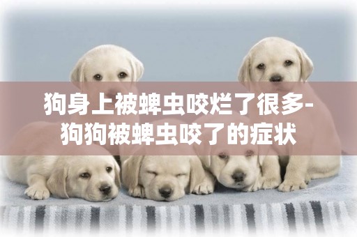 狗身上被蜱蟲咬爛了很多-狗狗被蜱蟲咬了的癥狀