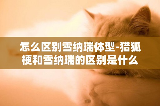 怎么區別雪納瑞體型-獵狐梗和雪納瑞的區別是什么
