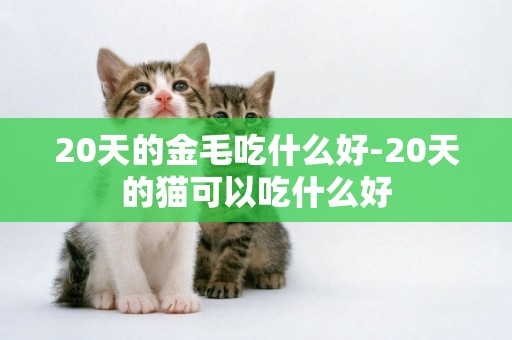 20天的金毛吃什么好-20天的貓可以吃什么好