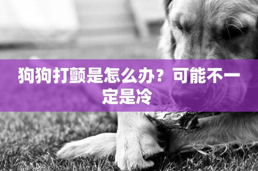 狗狗打顫是怎么辦？可能不一定是冷 