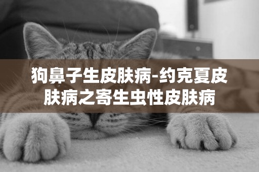 狗鼻子生皮膚病-約克夏皮膚病之寄生蟲性皮膚病