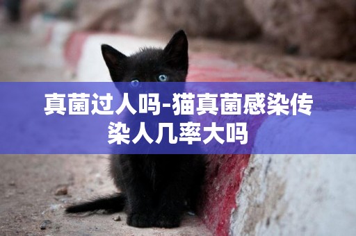 真菌過人嗎-貓真菌感染傳染人幾率大嗎