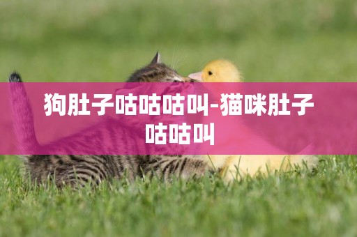 狗肚子咕咕咕叫-貓咪肚子咕咕叫