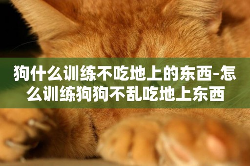 狗什么訓練不吃地上的東西-怎么訓練狗狗不亂吃地上東西