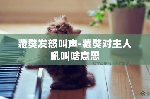 藏獒發怒叫聲-藏獒對主人吼叫啥意思